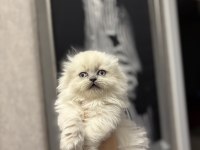SCOTTISH FOLD LONGHAIR YAVRULARIMIZ