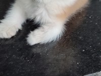 BLh golden bir dişi iki erkek kediler