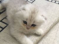 3 Aylık erkek chinchilla bebekler