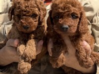 Toypoodle sevimli yavrular ruhsatlı çiftlik 