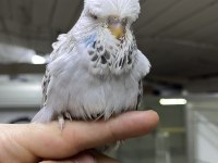 Show Jumbo Yavrular Üst Vasıf Muhabbet Kuşu