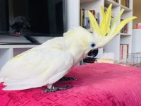 TRİTON SÜLFÜR KAKADU YAVRUSU BEBEK PAPAĞAN