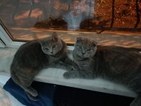 1.5 yaşında scottish fold