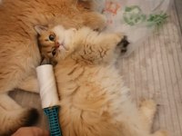 British Longhair Golden ny12 Erkek Yavrumuz