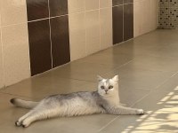 Güzeller güzeli british shorthair pamuk