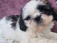 Shih tzu bebeklerimiz yeni yuvasına gitmeye hazırdır