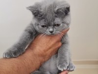 British Shorthair 50 Günlük