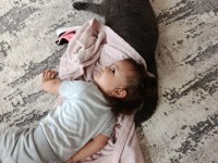 2 yaşında kısırlaştırılmış british shorthair