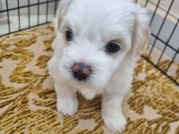 Bebek yüz Maltese