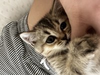 4 aylık black golden kalite british shorthair