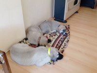 Köpeğimizi gel gör al