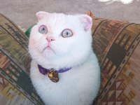 9 aylık scottish fold