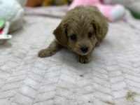 Erkek dişi maltipoo yavrular