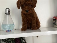 Wc eğitimli orjinal poodle yavrum