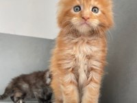 Mainecoon Secereli Faturalı Show Class Red Erkek 1 Aylık