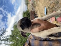 Pug Yavrumuzu Sahiplendiriyoruz