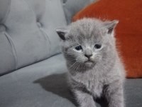 British shorthair erkek yavru