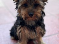 Yorkshire terrier yavrularımız