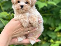 Maltipoo Yavrularımız