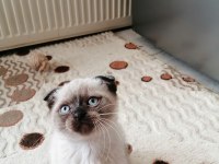 Minik yavrularima onlari çok sevecekyuva ariyorm
