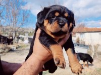 Orjinal Macar Rottweiler