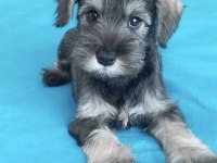 Anne Altından Rezerve Schnauzer Bebekler