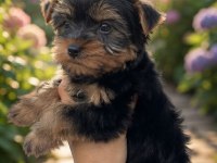 Muhteşem Yorkshire Terrier Yeni Ailesini Arıyor