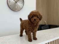 5 Aylık Dişi Teacup Poodle Üst Kalite Kore Pasaportlu