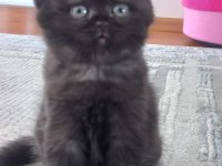 British longhair dark çikolata mükemmel güzellik