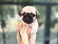 Erkek ve Dişi Pug Yavrular Sizlerle