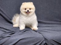 Adana Pomeranian boo Ayı Surat Yavru
