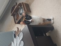 KEDİMİZ KONTEZ KALICI YUVASINI ARIYOR