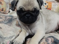 Erkek pug bebek tuvalet eğitimli