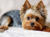 Erkek Yorkshire terrier