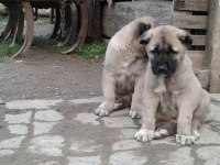 IRK GARANTİLİ KANGAL YAVRULARI