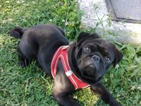 Pug 2 yaşında erkek kısır filan değildir evcildir çocuk seve
