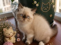 Safkan Exotic Shorthair bebekler