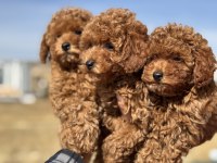 Ankarada Show kalite toy poodle yavrularımız