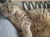 British shorthair kedimiz lily yeni yuvasını arıyor