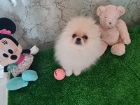 MİNİK PANDA POMERANİAN DİŞİLER