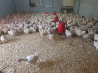 %60 randımanlı sandy yumurta tavuğu