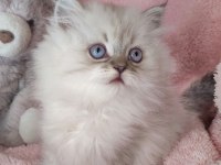 3 Yeni British Longhair Bebekler