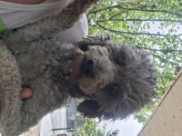 Güzeller güzeli toy poodle 2 yaşında