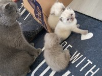 2si anne baba 4 yavru british shorthair