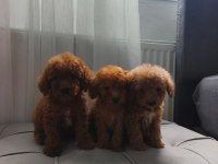 Toy poodle yavrularımız