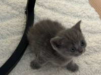 Safkan british shorthair
