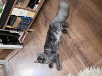 8 Aylık Dişi Maine Coon Yavru