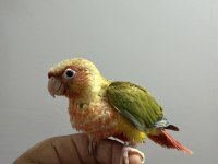 MUTASYON BEBEK PINEAPPLE KONUR