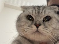 Scottish Fold Silver
