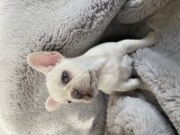 French bulldog özel bir renk ve karakter